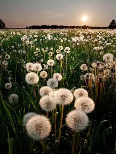 心碎之花(绝望的花)插图9