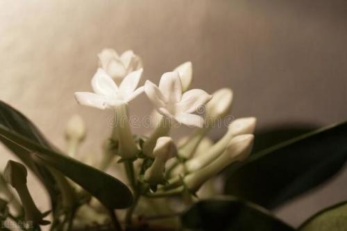 茉莉花茶属于什么茶(70到80岁喝什么茶最好)插图1