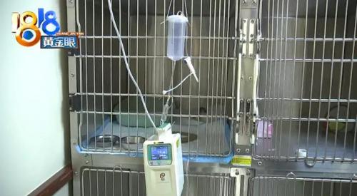 杭州犬舍排名前十(全国十大金毛犬舍)插图17