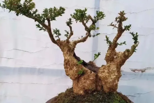 名贵树桩盆景排名前十(什么树桩盆景最值钱)插图1