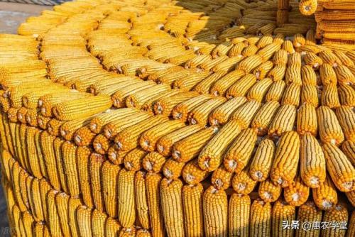 新疆粮食价钱排名前十(新疆粮食收购最新政策)插图1