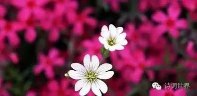 心碎之花(绝望的花)插图8