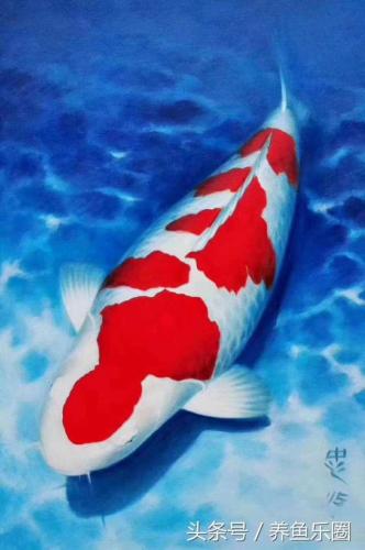 日本锦鲤冠军排名前十(日本锦鲤获奖名单)插图
