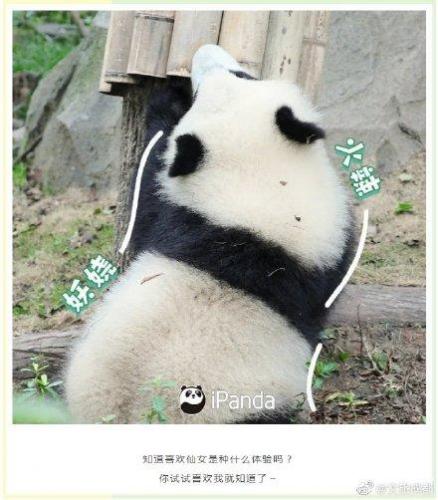 土味情话大全(撩妹500句土味情话)插图7