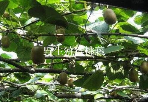 宣纸神奇调料(宣纸的种类)插图