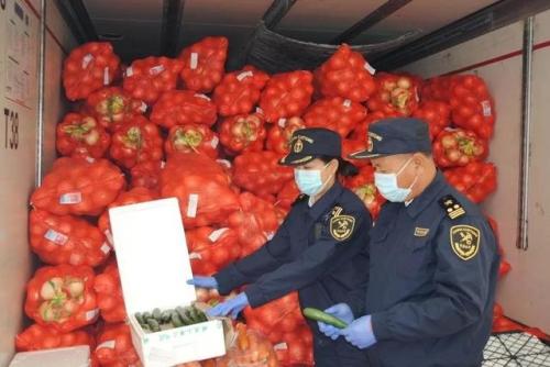 安徽青菜基地排名前十(中国青菜基地有哪些)插图4
