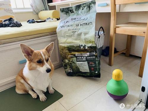 宠物用品(中国宠物用品生产基地)插图3