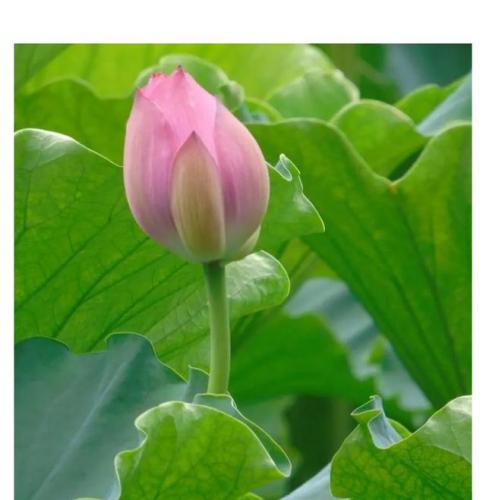 菡萏是什么(菡萏特殊含义)插图6