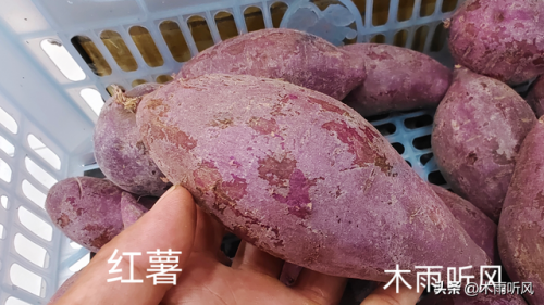 紫红西瓜品种排名前十(十大西瓜品种排名)插图1