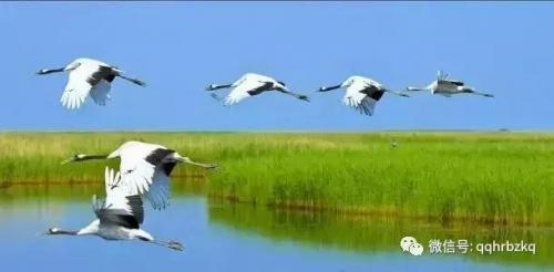 芭比q了什么意思梗(芭比q是什么意思)插图14