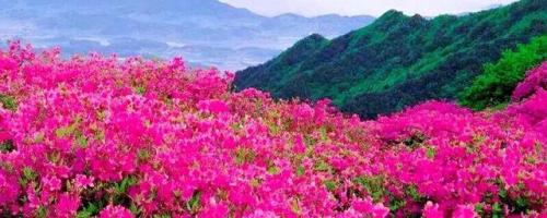 杜鹃花图片大全(杜鹃花养殖方法)插图2