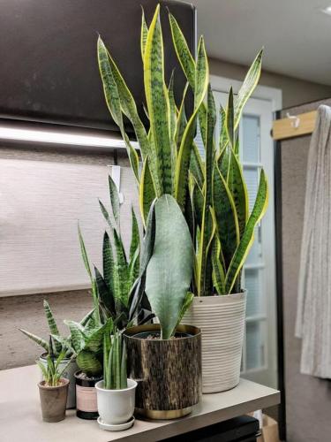天然防臭植物排名前十(可以除臭的植物)插图7