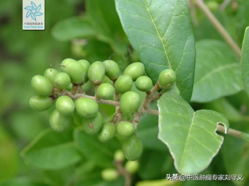 女贞子的功效与作用及食用方法(女贞子最佳配伍菟丝子)插图3