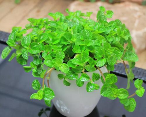 天然防臭植物排名前十(可以除臭的植物)插图2