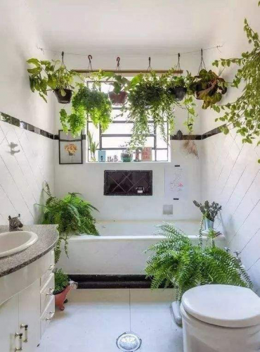 天然防臭植物排名前十(可以除臭的植物)插图11