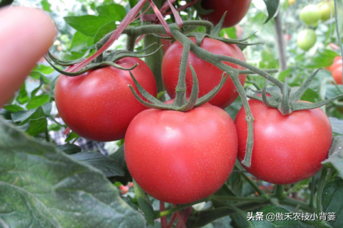 番茄种植方法(茄子怎么剪才能二次结果)插图8
