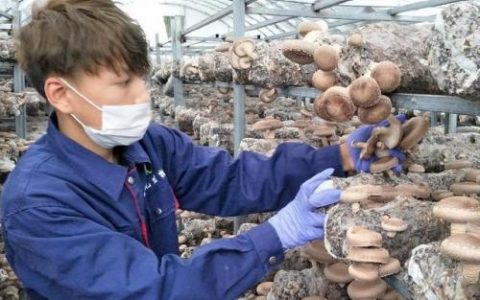 贵阳银耳厂商排名前十(哪个产地的银耳质量最好)