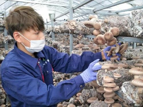 贵阳银耳厂商排名前十(哪个产地的银耳质量最好)插图