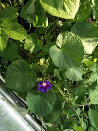 陕西泡菜工厂排名前十(陕西大白菜腌制泡菜)插图1