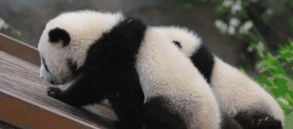 宠物排行(宠物排行大全)插图2