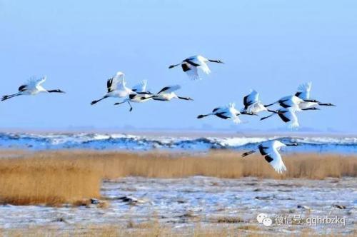 芭比q了什么意思梗(芭比q是什么意思)插图15