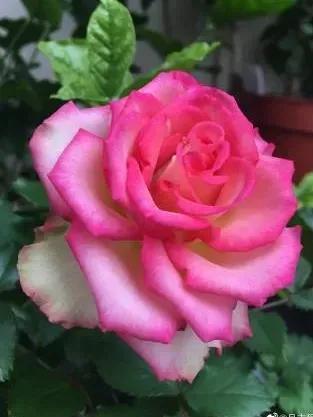 花卉图案(花卉logo图案大全)插图