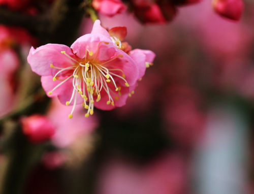 月移花影动(人与白云栖月照花影移的意思)插图7