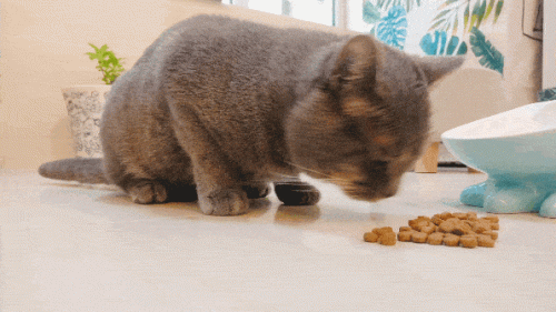猫粮排行榜(猫粮十大排名)插图