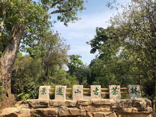 普洱旅游(普洱旅游攻略)插图21
