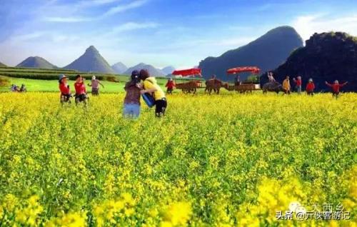 中国油菜之乡排名前十(全国油菜花开最早省市县乡)插图9