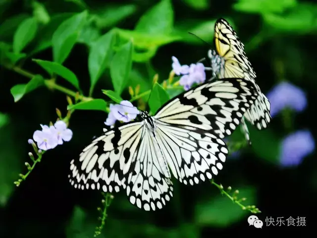 蝴蝶飞啊(蝴蝶飞呀一双双什么歌)插图6