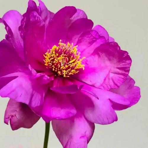 花卉图案(花卉logo图案大全)插图18