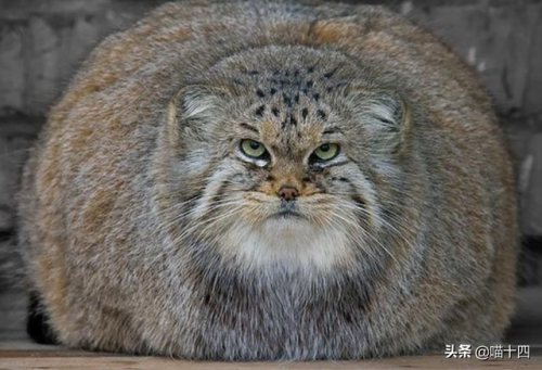 猫科界智商排名前十(老虎智商高吗)插图12