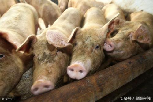 秋冬畅销兽药排名前十(中国兽药十大品牌)插图