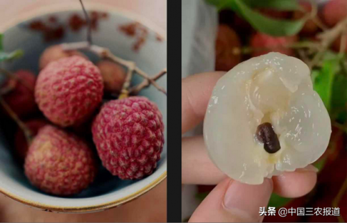 白糖罂荔枝(白糖罂荔枝多少钱一斤)插图5