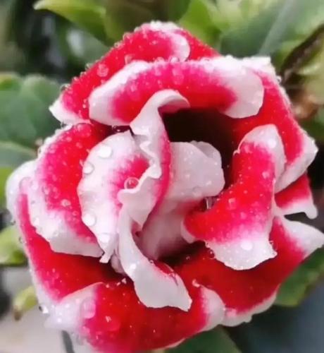花卉图案(花卉logo图案大全)插图39