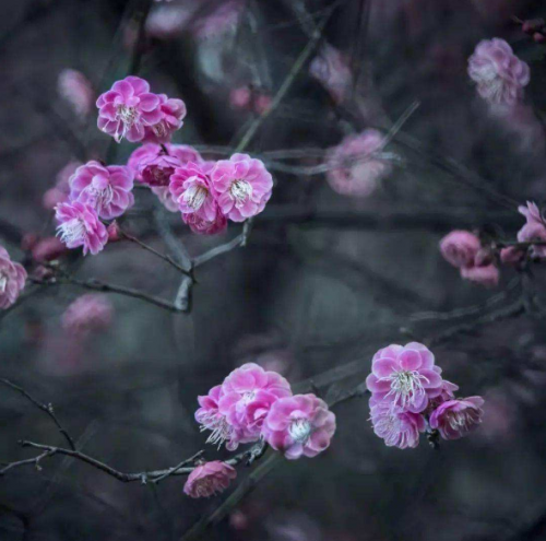 月移花影动(人与白云栖月照花影移的意思)插图6