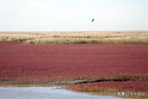新疆最美湿地排名前十(乌鲁木齐湿地公园在哪里)插图1