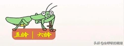 2022螳螂出装(螳螂铭文)插图20