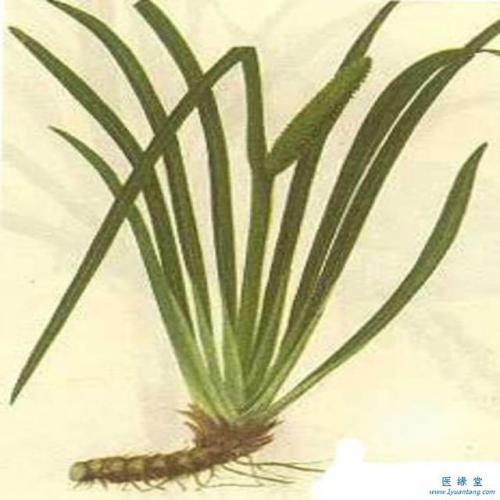 九节菖蒲(九节菖蒲的图片)插图