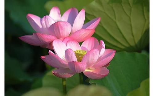 菡萏是什么(菡萏特殊含义)插图8