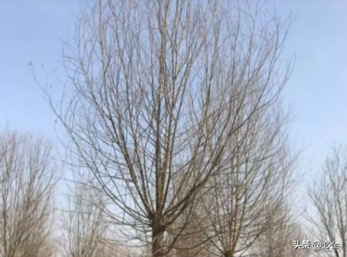 果树耐涝排名前十(最耐涝的果树有哪几种)插图2