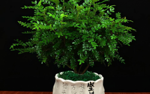盆景植物(盆景植物大全)