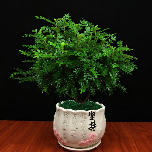 盆景植物(盆景植物大全)插图