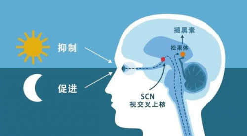 60秒攻略大全(60秒避难所漫画书事件)插图6