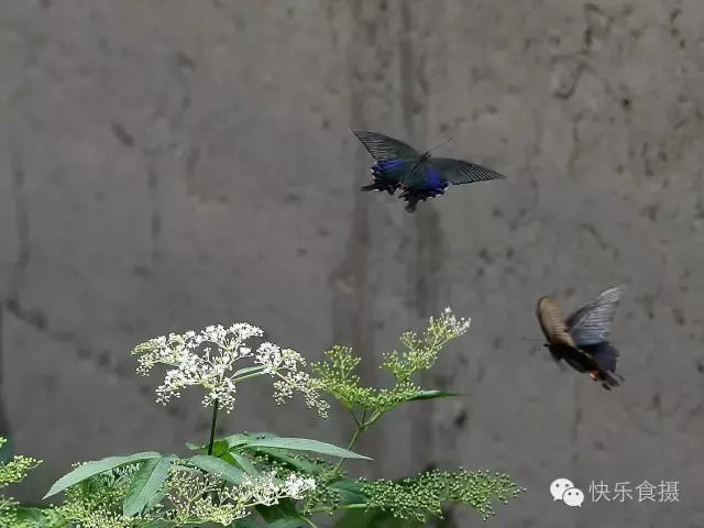 蝴蝶飞啊(蝴蝶飞呀一双双什么歌)插图12