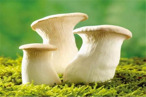 蘑菇品种全国排名前十(中国十大蘑菇排名)插图8