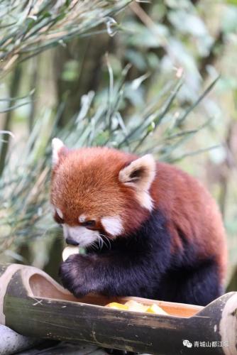 都江堰旅游(都江堰美食)插图31