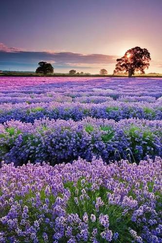 心碎之花(绝望的花)插图10