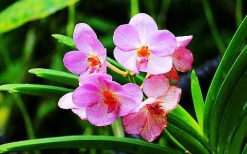 新加坡的国花是什么(马来西亚的国花是什么花啊)